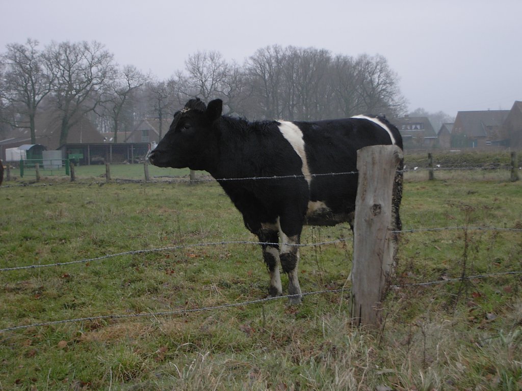 Eine gelangweilte Kuh bei Dorsten im sdlichen Mnsterland am 21.12.2002.