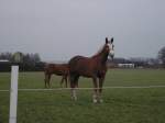 Zwei Pferde auf einer Wiese im Mnsterland am 25.01.2003.