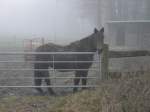 Winter mit Pferd und Nebel irgendwo im tiefen Mnsterland am 21.12.2002