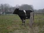 Eine gelangweilte Kuh bei Dorsten im sdlichen Mnsterland am 21.12.2002.