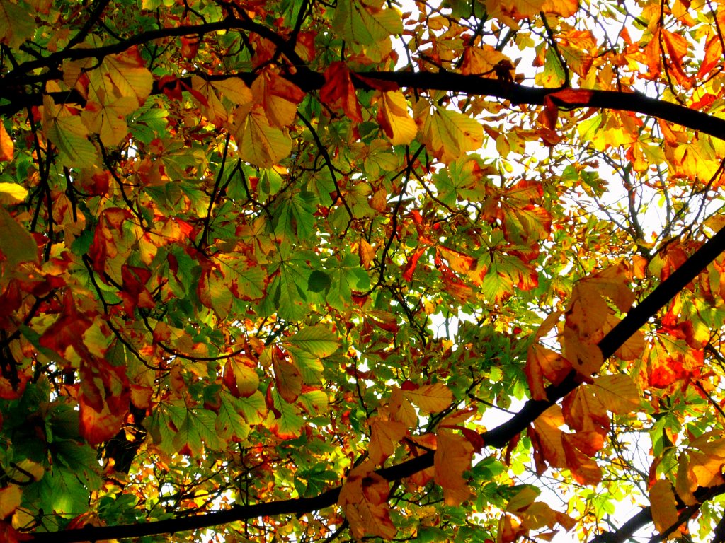 Ein  Baum in seinen schnen Herbstfarben   |   Aufnahme: 2011:10:24 15:26:55