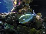 Doktorfische/119958/ein-doktorfisch-mit-seinen-praechtigen-farben Ein Doktorfisch mit seinen prchtigen Farben schwimmt zu dem Stein