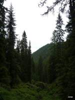 Blick zum Wald auf der Hochwurzen am (3.7.2009)