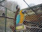 Ein Papagei im Tierpark Meisen